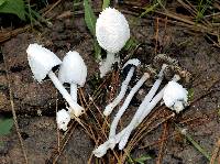 Coprinopsis nivea image