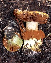 Cortinarius verrucisporus image