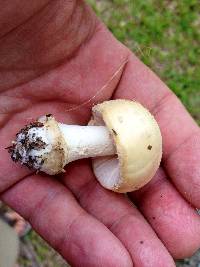 Amanita pubescens image