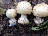 Amanita pubescens image