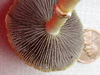 Stropharia coronilla image