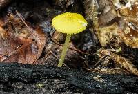 Pluteus chrysophlebius image