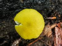 Pluteus chrysophlebius image