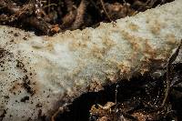 Amanita daucipes image