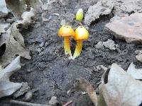 Hygrocybe acutoconica image