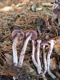 Psathyrella bipellis image