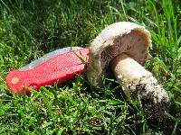 Agaricus bitorquis image