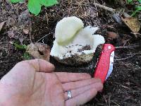 Sarcosphaera coronaria image