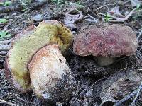 Boletus rex-veris image