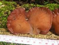 Auricularia fuscosuccinea image