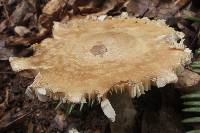 Amanita whetstoneae image