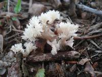 Clavulina coralloides image