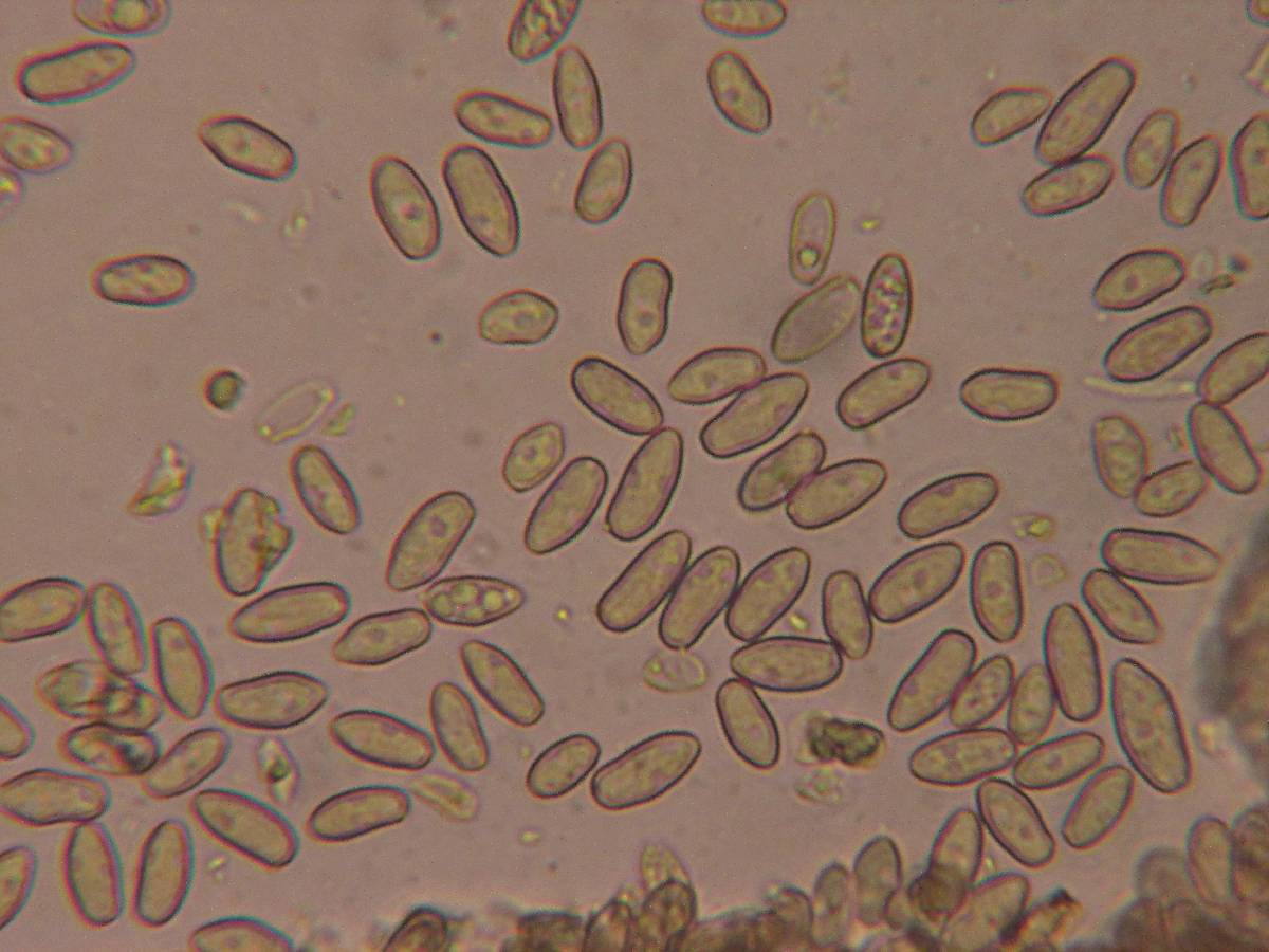 Inocybe lacera var. helobia image