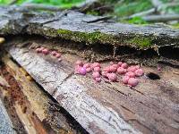 Lycogala epidendrum image