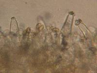 Inocybe amblyospora image