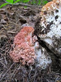 Ramaria botrytis image