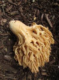 Ramaria formosa image