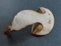 Boletus rex-veris image