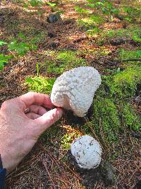 Calvatia sculpta image