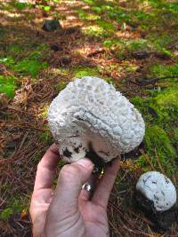 Calvatia sculpta image