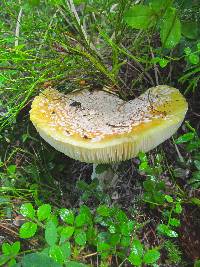 Amanita aprica image