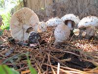 Chlorophyllum rachodes image