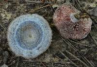 Lactarius paradoxus image