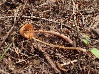 Conocybe tenera image