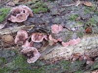 Fomitopsis cajanderi image