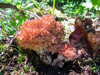 Ramaria botrytis image