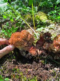 Ramaria botrytis image