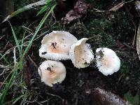 Hygrophorus laurae image