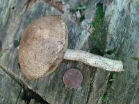 Leccinum snellii image