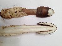Amanita magna image