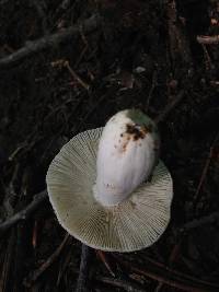 Russula crustosa image