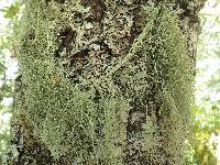 Usnea articulata image