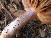 Cortinarius collinitus image