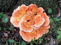 Laetiporus cincinnatus image