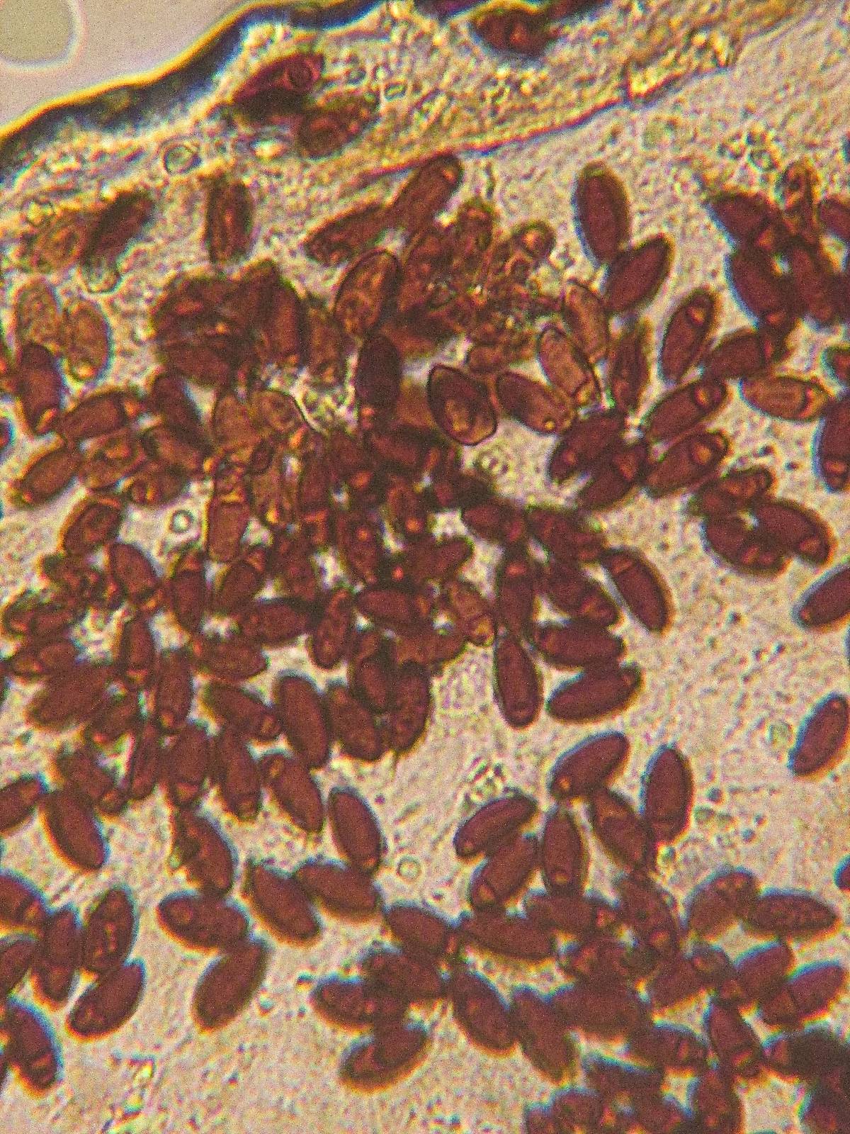 Coprinellus heterosetulosus image