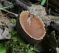 Galiella rufa image