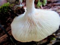 Clitocybe eccentrica image