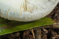 Amanita ravenelii image