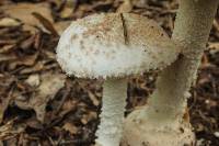 Amanita ravenelii image