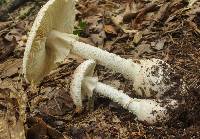 Amanita ravenelii image