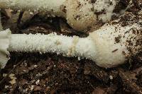 Amanita ravenelii image