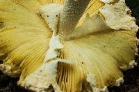 Amanita ravenelii image