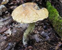 Boletus vermiculosoides image