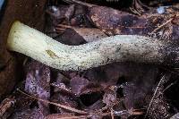 Boletus vermiculosoides image