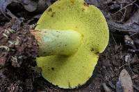 Boletus roodyi image