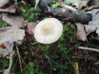 Entoloma alboumbonatum image